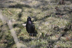 Sturnus vulgaris