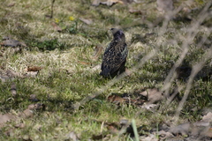 Sturnus vulgaris