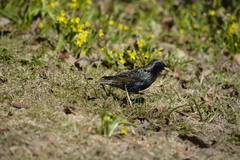 Sturnus vulgaris