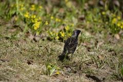 Sturnus vulgaris