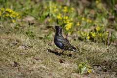Sturnus vulgaris
