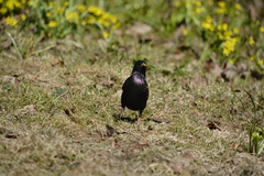 Sturnus vulgaris