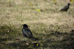 Sturnus vulgaris