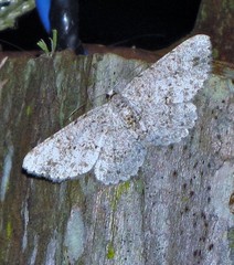 Glena unipennaria