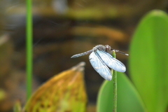 Zenithoptera lanei