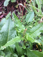 Rumex japonicus