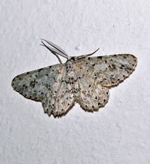 Glena unipennaria