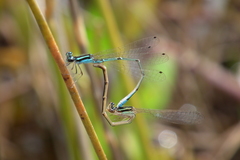 Acanthagrion truncatum
