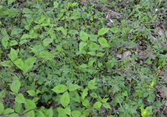 Poa sylvestris