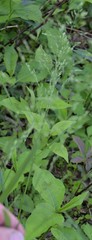 Poa sylvestris