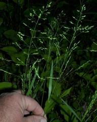 Poa sylvestris