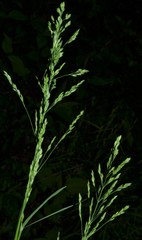 Poa sylvestris