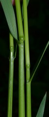 Poa sylvestris