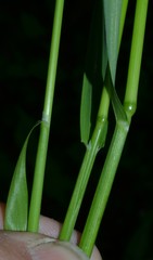 Poa sylvestris