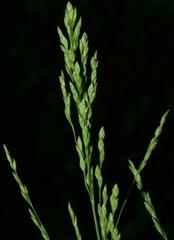 Poa sylvestris