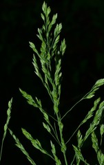 Poa sylvestris