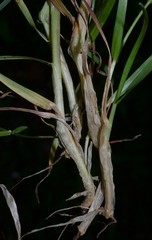 Poa sylvestris