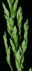 Poa sylvestris