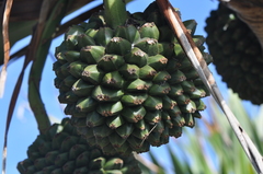 Pandanus utilis image