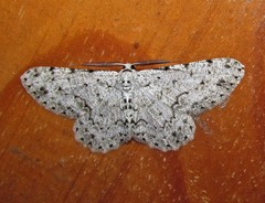 Glena unipennaria
