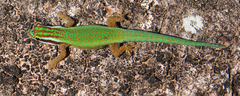 Phelsuma inexpectata