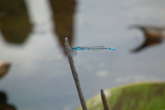 Acanthagrion lancea