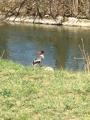Mergus merganser