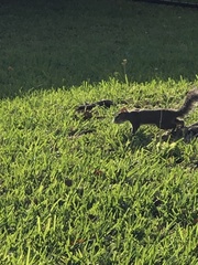 Sciurus carolinensis