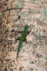 Phelsuma inexpectata
