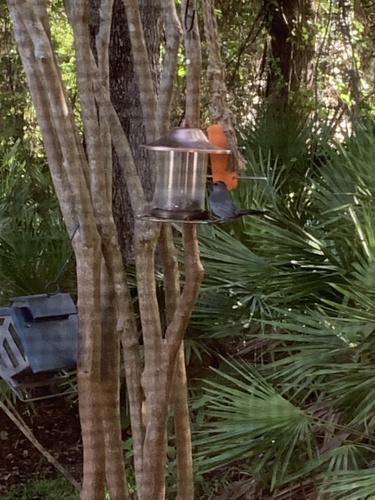 Dumetella carolinensis image