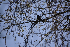 Turdus merula