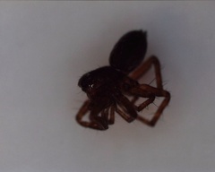 Araneomorphae