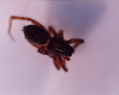 Araneomorphae