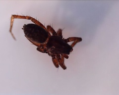 Araneomorphae
