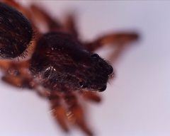 Araneomorphae