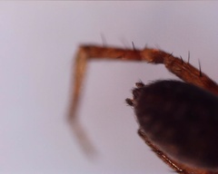 Araneomorphae