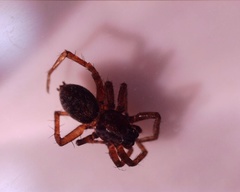 Araneomorphae