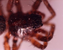 Araneomorphae