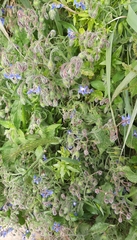 Borago officinalis