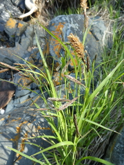 Carex lyngbyei