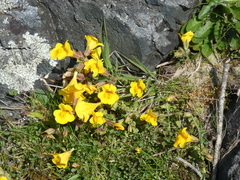 Erythranthe microphylla