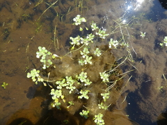 Callitriche heterophylla