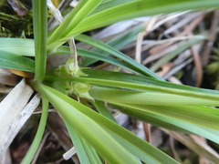 Carex rossii