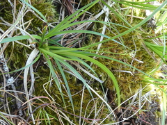 Carex rossii