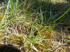 Carex rossii