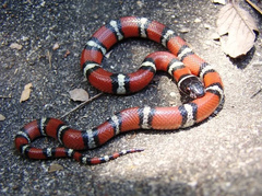 Lampropeltis gentilis