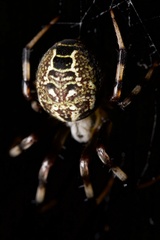 Araneus venatrix