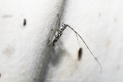 Microlenecamptus signatus