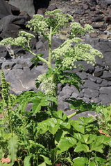 Angelica hirsutiflora