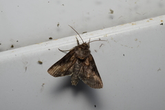 Abrostola abrostolina